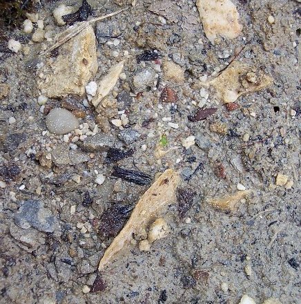 Aussaat_Palpina02.jpg