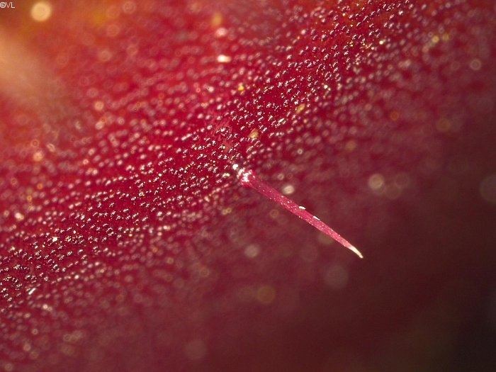 dionaea_muscipula_H02.jpg