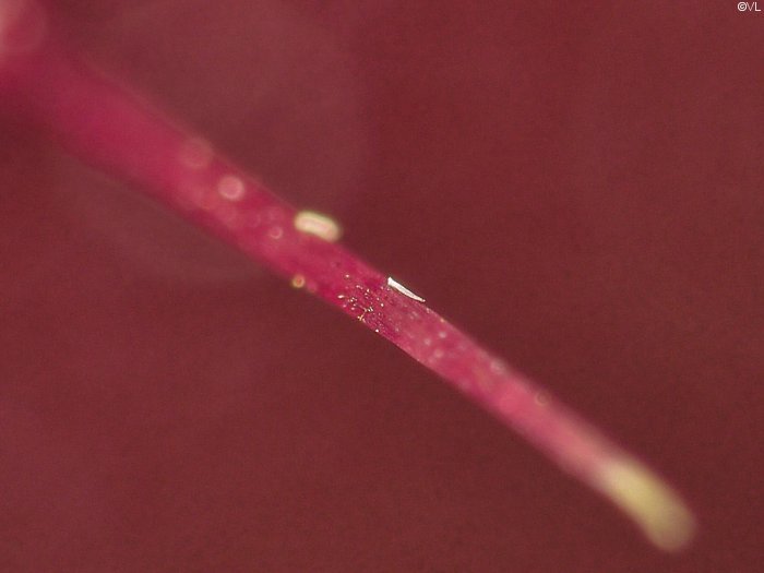 dionaea_muscipula_H03.jpg