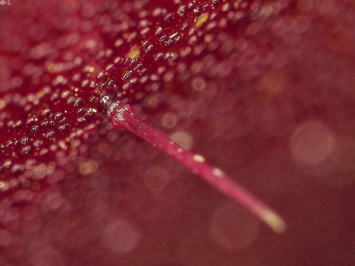 dionaea_muscipula_H04.jpg